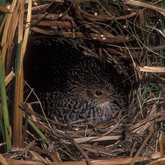 Sarothrura affinis (Striped flufftail) 