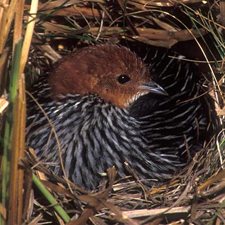 Sarothrura affinis (Striped flufftail) 