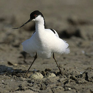 Recurvirostra avosetta (Pied avocet, Avocet) 