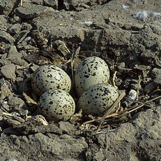 Recurvirostra avosetta (Pied avocet, Avocet) 