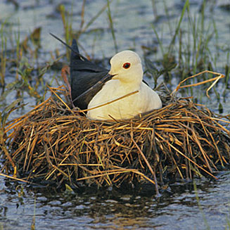 Himantopus himantopus (Black-winged stilt)