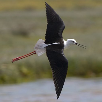 Himantopus himantopus (Black-winged stilt)