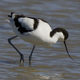 Recurvirostra avosetta (Pied avocet, Avocet)