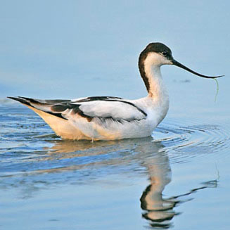 Recurvirostra avosetta (Pied avocet, Avocet)
