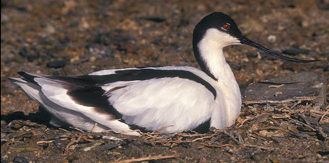 Recurvirostra avosetta (Pied avocet, Avocet) 