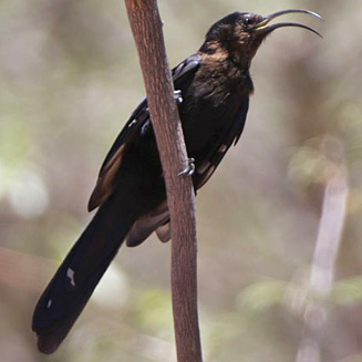 Rhinopomastus cyanomelas (Common scimitarbill, Scimitar-billed wood-hoopoe) 