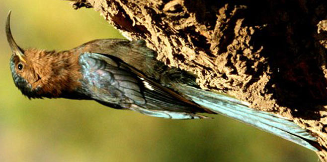 Rhinopomastus cyanomelas (Common scimitarbill, Scimitar-billed wood-hoopoe) 