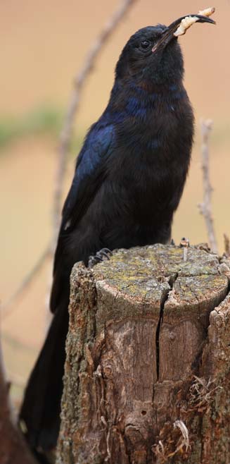 Rhinopomastus cyanomelas (Common scimitarbill, Scimitar-billed wood-hoopoe) 