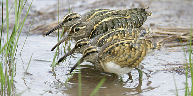 Rostratula benghalensis (Greater painted-snipe, Painted snipe)