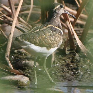 Rostratula benghalensis (Greater painted-snipe, Painted snipe)
