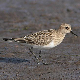 Calidris bairdii (Baird's sandpiper) 