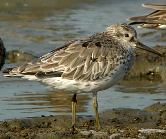Calidris tenuirostris (Great knot) 