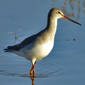 Tringa erythropus (Spotted redshank) 