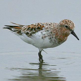 Calidris ruficollis (Red-necked stint) 