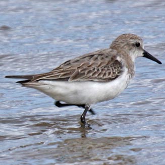 Calidris ruficollis (Red-necked stint) 