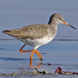 Tringa totanus (Common redshank) 