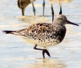 Calidris tenuirostris (Great knot) 