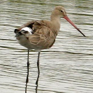 Limosa limosa (Black-tailed godwit)