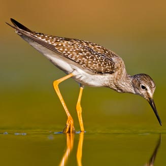 Tringa flavipes (Lesser yellowlegs) 