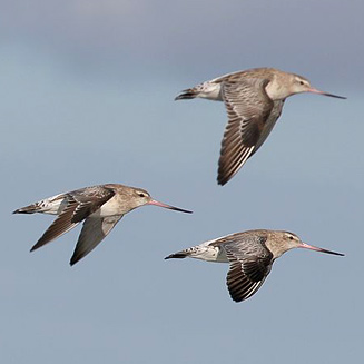 Limosa limosa (Black-tailed godwit) 