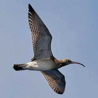 Numenius phaeopus (Common whimbrel) 