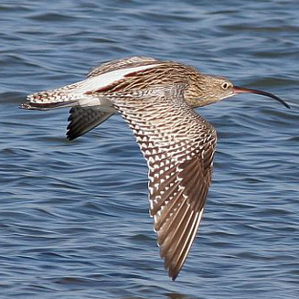 Numenius arquata (Eurasian curlew, Curlew) 