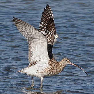 Numenius arquata (Eurasian curlew, Curlew) 