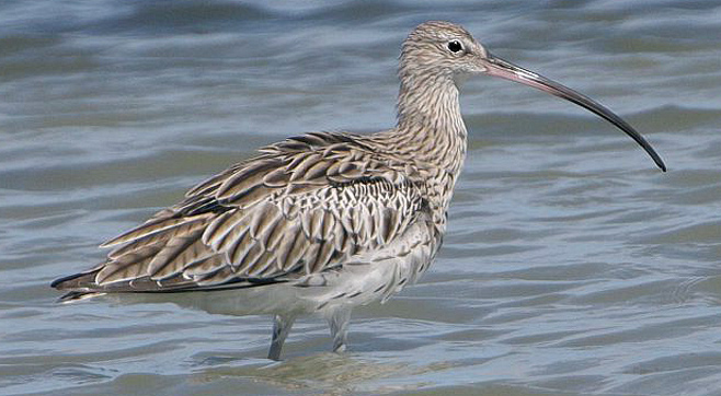 Numenius arquata (Eurasian curlew, Curlew) 