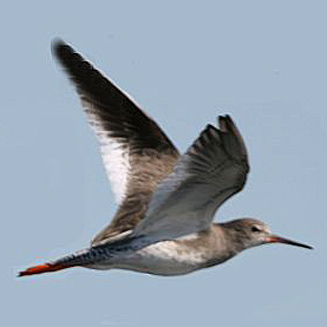 Tringa totanus (Common redshank) 