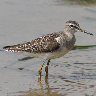 Tringa glareola (Wood sandpiper) 