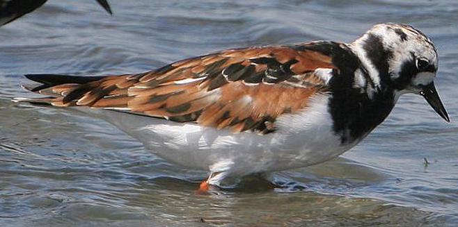 Arenaria interpres (Ruddy turnstone, Turnstone)