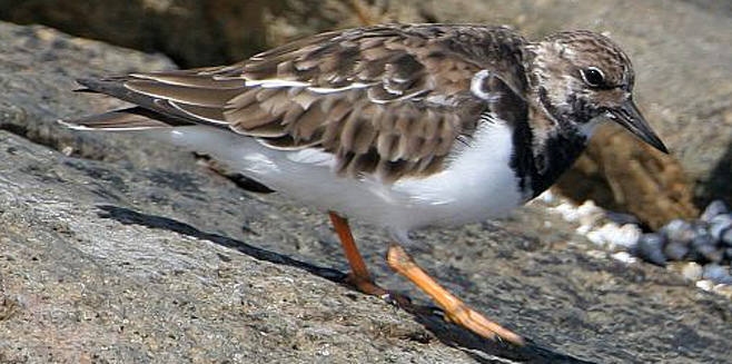 Arenaria interpres (Ruddy turnstone, Turnstone)