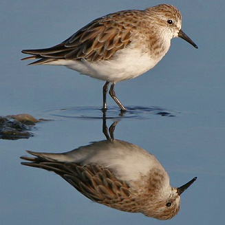 Calidris minuta (Little stint)