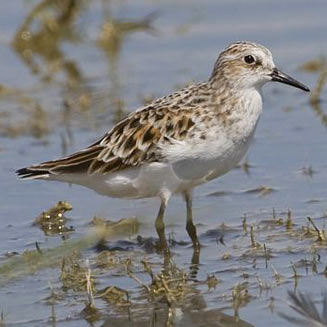 Calidris minuta (Little stint)