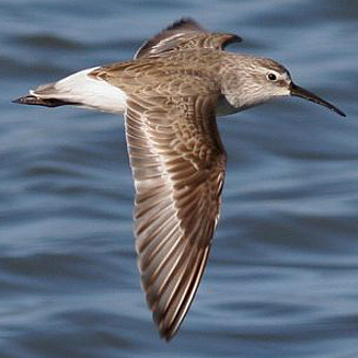 Calidris ferruginea (Curlew sandpiper)