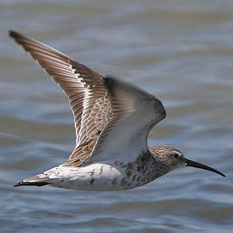 Calidris ferruginea (Curlew sandpiper)
