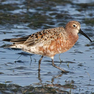 Calidris ferruginea (Curlew sandpiper)