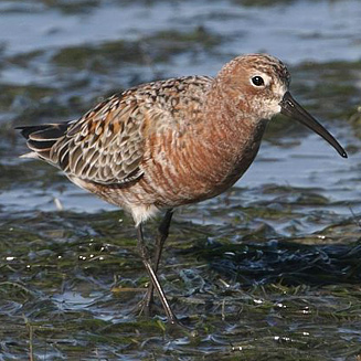 Calidris ferruginea (Curlew sandpiper)