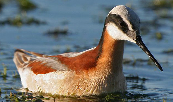 Steganopus tricolor (Wilson's phalarope)