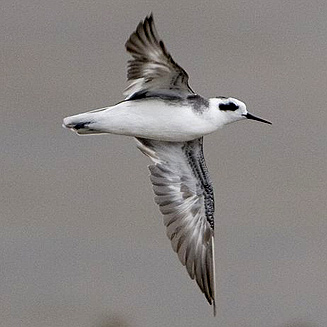Phalaropus lobatus (Red-necked phalarope)