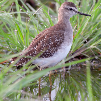 Tringa glareola (Wood sandpiper) 