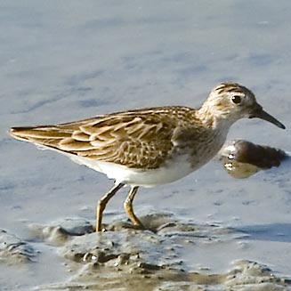 Calidris subminuta (Long-toed stint) 