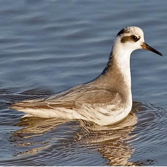 Phalaropus fulicaria (Red phalarope, Grey phalarope) 