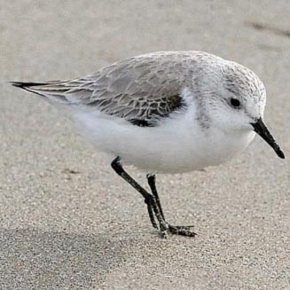 Calidris alba (Sanderling) 