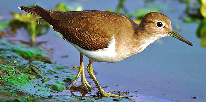 Actitis hypoleucos (Common sandpiper) 