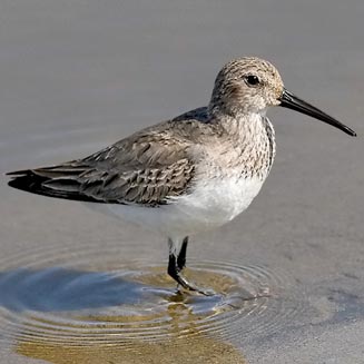 Calidris alpina (Dunlin) 