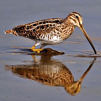 Gallinago nigripennis (African snipe, Ethiopian snipe) 