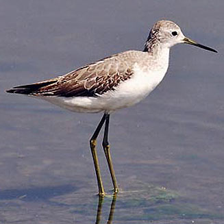 Tringa stagnatilis (Marsh sandpiper) 