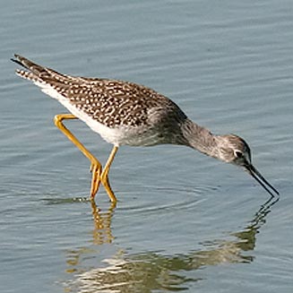 Tringa melanoleuca (Greater yellowlegs) 