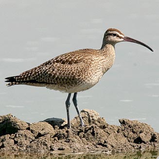 Numenius phaeopus (Common whimbrel) 